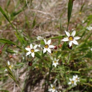 Sisyrinchium rosulatum at Cook, ACT - 10 Nov 2022 12:54 PM