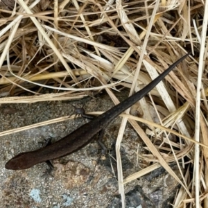 Lampropholis guichenoti at Aranda, ACT - 15 Nov 2022