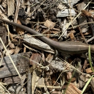 Lampropholis delicata at Aranda, ACT - 15 Nov 2022