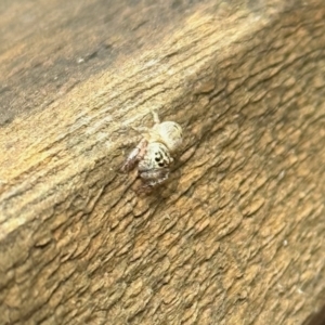 Opisthoncus sp. (genus) at Aranda, ACT - 14 Nov 2022 11:18 AM