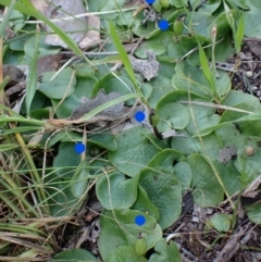 Corysanthes incurva (Slaty Helmet Orchid) at Point 4081 - 16 Oct 2022 by CathB