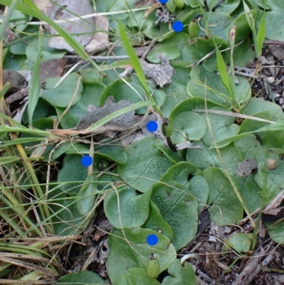 Corysanthes incurva (Slaty Helmet Orchid) at Point 4081 - 16 Oct 2022 by CathB