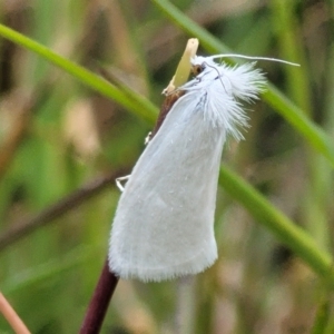 Tipanaea patulella at Fraser, ACT - 15 Nov 2022