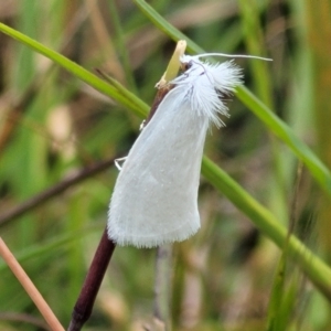 Tipanaea patulella at Fraser, ACT - 15 Nov 2022