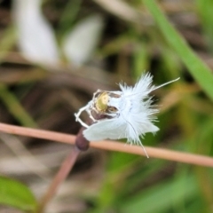 Tipanaea patulella at Fraser, ACT - 15 Nov 2022