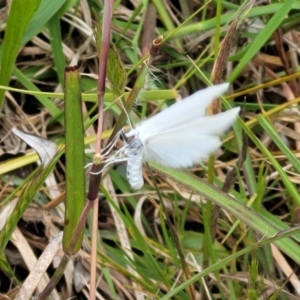 Tipanaea patulella at Fraser, ACT - 15 Nov 2022