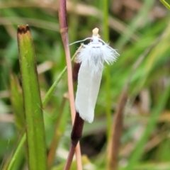 Tipanaea patulella at Fraser, ACT - 15 Nov 2022