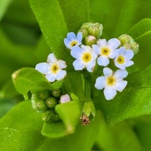 Myosotis laxa subsp. caespitosa at Fraser, ACT - 15 Nov 2022