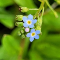 Myosotis laxa subsp. caespitosa at Fraser, ACT - 15 Nov 2022