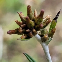 Euchiton japonicus (Creeping Cudweed) at Dunlop Grasslands - 15 Nov 2022 by trevorpreston