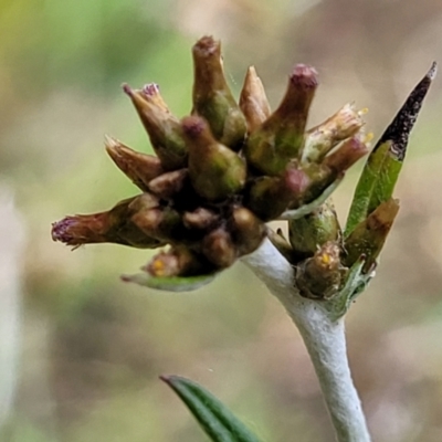 Euchiton japonicus (Creeping Cudweed) at Fraser, ACT - 15 Nov 2022 by trevorpreston