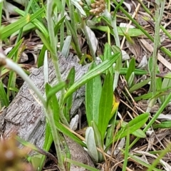 Euchiton japonicus at Fraser, ACT - 15 Nov 2022