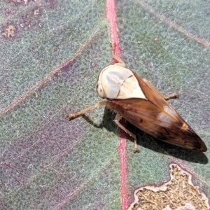 Brunotartessus fulvus at Fraser, ACT - 15 Nov 2022