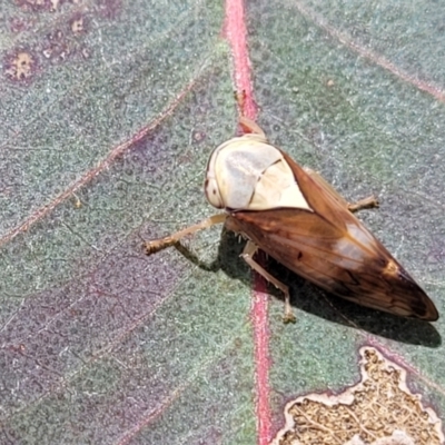 Brunotartessus fulvus (Yellow-headed Leafhopper) at Dunlop Grasslands - 15 Nov 2022 by trevorpreston
