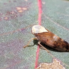 Brunotartessus fulvus at Fraser, ACT - 15 Nov 2022