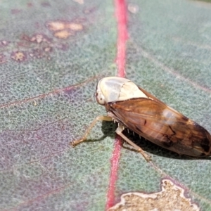 Brunotartessus fulvus at Fraser, ACT - 15 Nov 2022