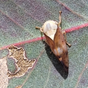 Brunotartessus fulvus at Fraser, ACT - 15 Nov 2022