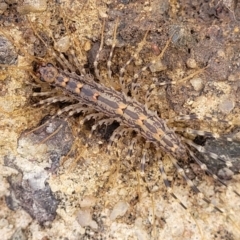 Scutigeridae (family) (A scutigerid centipede) at Fraser, ACT - 15 Nov 2022 by trevorpreston