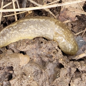 Limacus flavus at Fraser, ACT - 15 Nov 2022 04:32 PM