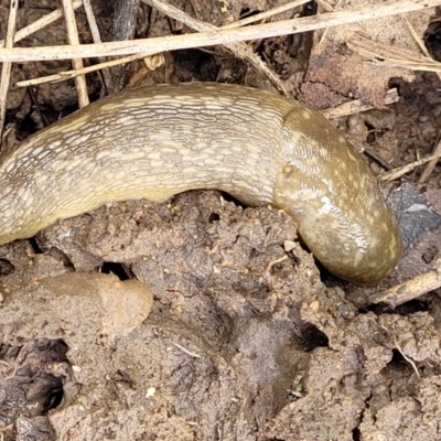 Limacus flavus (Yellow Cellar Slug) at Fraser, ACT - 15 Nov 2022 by trevorpreston