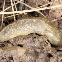 Limacus flavus at Fraser, ACT - 15 Nov 2022 04:32 PM