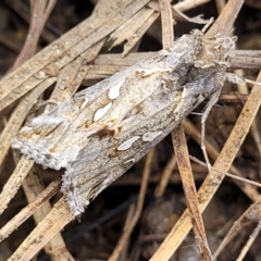 Chrysodeixis argentifera (Tobacco Looper) at Fraser, ACT - 15 Nov 2022 by trevorpreston