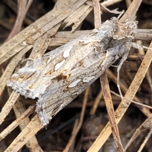 Chrysodeixis argentifera at Fraser, ACT - 15 Nov 2022