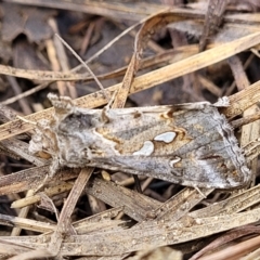 Chrysodeixis argentifera at Fraser, ACT - 15 Nov 2022