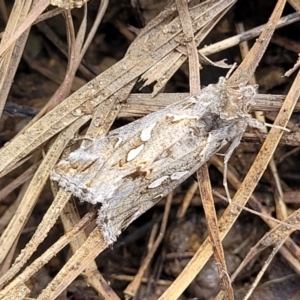 Chrysodeixis argentifera at Fraser, ACT - 15 Nov 2022