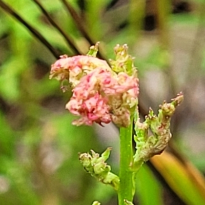 Haloragis heterophylla (Variable Raspwort) at Dunlop Grasslands - 15 Nov 2022 by trevorpreston