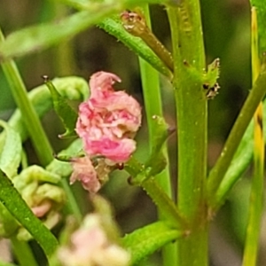 Haloragis heterophylla at Fraser, ACT - 15 Nov 2022