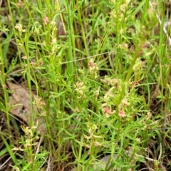 Haloragis heterophylla at Fraser, ACT - 15 Nov 2022 04:25 PM