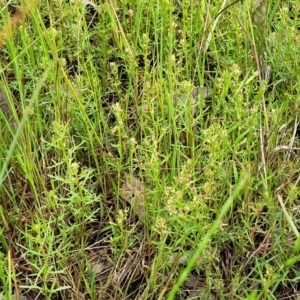 Haloragis heterophylla at Fraser, ACT - 15 Nov 2022 04:25 PM