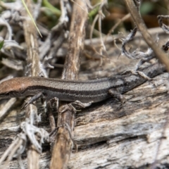 Lampropholis guichenoti (Common Garden Skink) at Tidbinbilla Nature Reserve - 15 Nov 2022 by SWishart