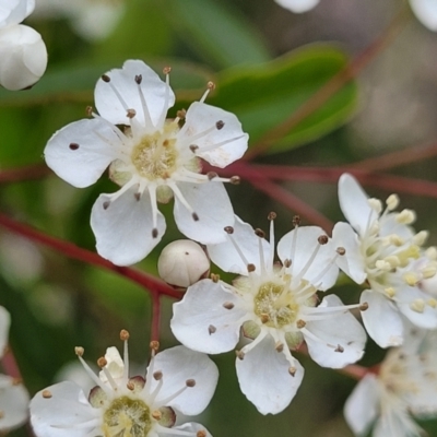 Pyracantha crenulata (Firethorn) at Fraser, ACT - 15 Nov 2022 by trevorpreston