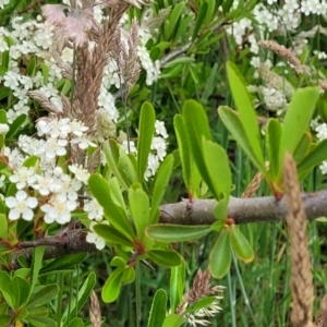 Pyracantha crenulata at Fraser, ACT - 15 Nov 2022