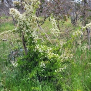 Pyracantha crenulata at Fraser, ACT - 15 Nov 2022