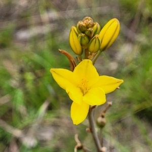 Bulbine bulbosa at Fraser, ACT - 15 Nov 2022