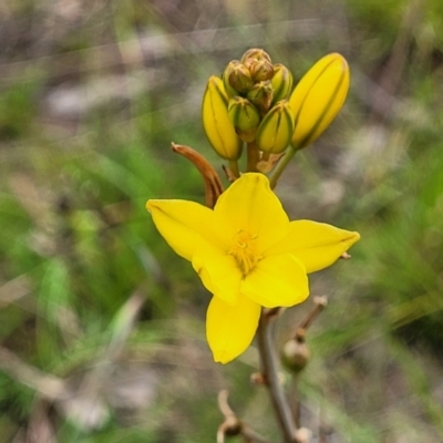 Bulbine bulbosa (Golden Lily) at Fraser, ACT - 15 Nov 2022 by trevorpreston