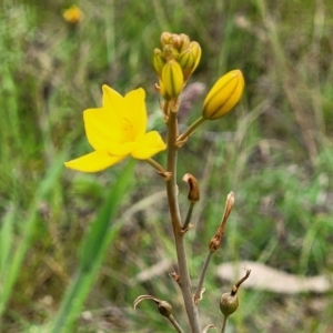 Bulbine bulbosa at Fraser, ACT - 15 Nov 2022