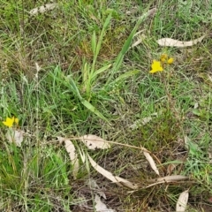 Bulbine bulbosa at Fraser, ACT - 15 Nov 2022