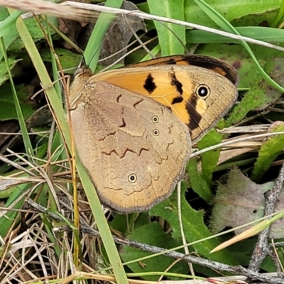 Heteronympha merope (Common Brown Butterfly) at Fraser, ACT - 15 Nov 2022 by trevorpreston