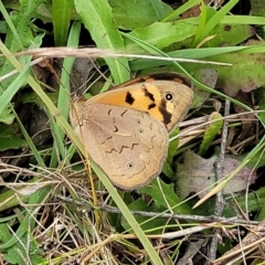 Heteronympha merope at Fraser, ACT - 15 Nov 2022 04:19 PM