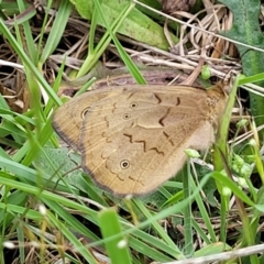 Heteronympha merope at Fraser, ACT - 15 Nov 2022