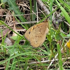 Heteronympha merope at Fraser, ACT - 15 Nov 2022