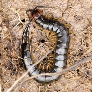 Cormocephalus sp.(genus) at Fraser, ACT - 15 Nov 2022