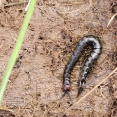 Cormocephalus sp.(genus) at Fraser, ACT - 15 Nov 2022