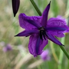 Arthropodium fimbriatum (Nodding Chocolate Lily) at Dunlop Grasslands - 15 Nov 2022 by trevorpreston