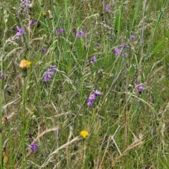 Arthropodium fimbriatum at Fraser, ACT - 15 Nov 2022