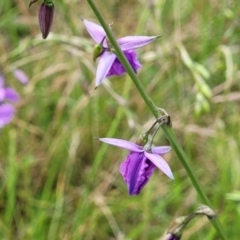 Arthropodium fimbriatum at Fraser, ACT - 15 Nov 2022